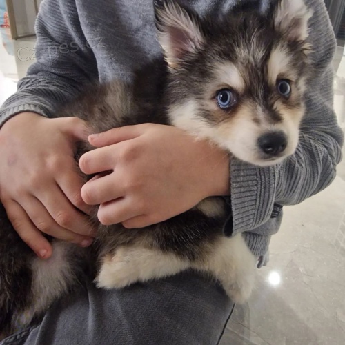 Pred�m �teniatka ALASKAN KLEE KAI