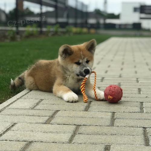 Pred�m zdrav� �teniatka akita inu