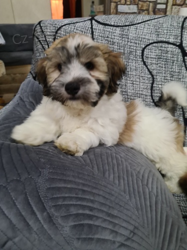 Pred�m rozko�n� a zdrav� �teniatka havanese.
