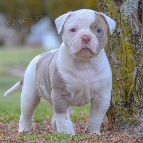 Prod�m �t��ata americk�ho buldoka.