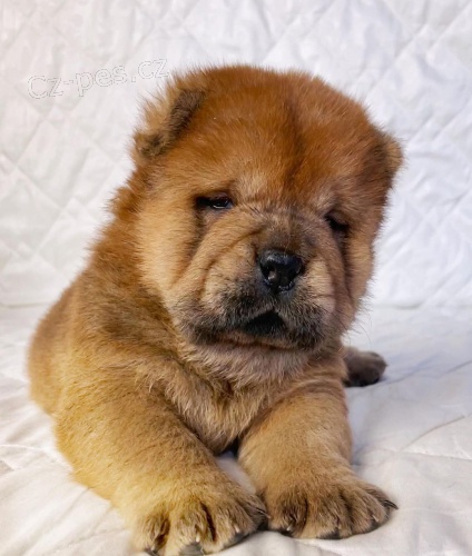 Zdrav� MINI �au �au �t��ata na prodej.