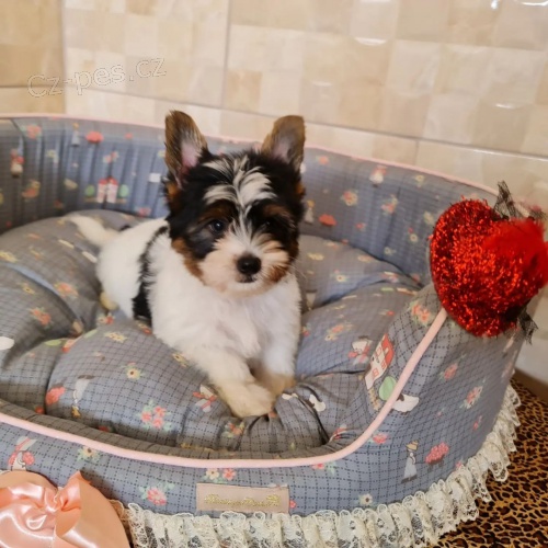 Pred�m �teniatka biewer yorkie