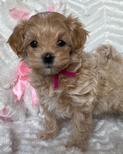 Prod�m ZDRAV� a O�KOVAN� �t��ata Maltipoo.