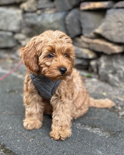 Prod�m o�kovan� a od�erven� �t��ata Cavapoo mini.