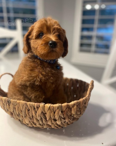 �t��ata Cockapoo mini toy