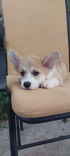 Pembroke Welsh Corgi �t��ata