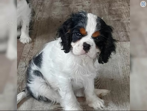 Kaval�r King Charles �pan�l