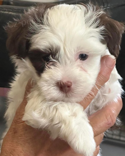 Pred�m rozko�n� a zdrav� �teniatka havanese.