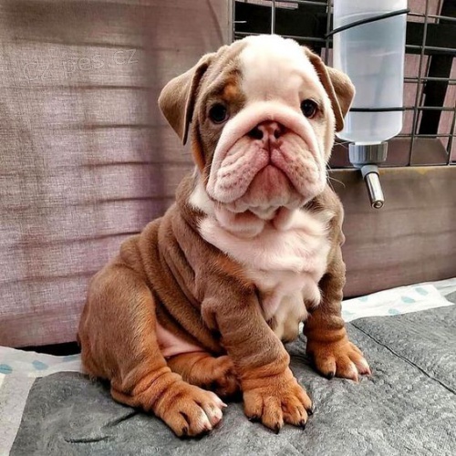 �teniatka anglick�ho buldo�ka