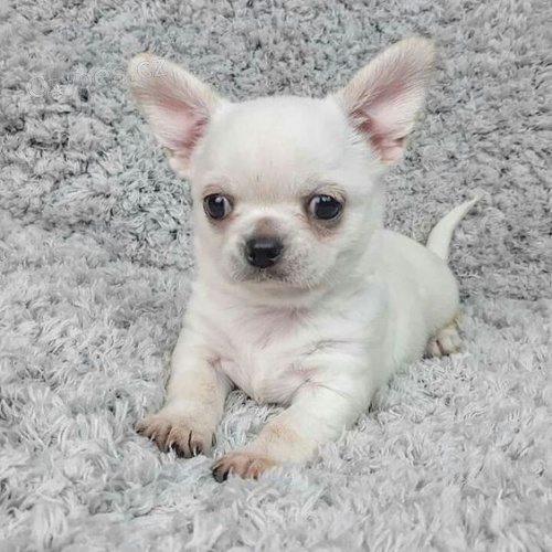 MINI �teniatka �ivavy