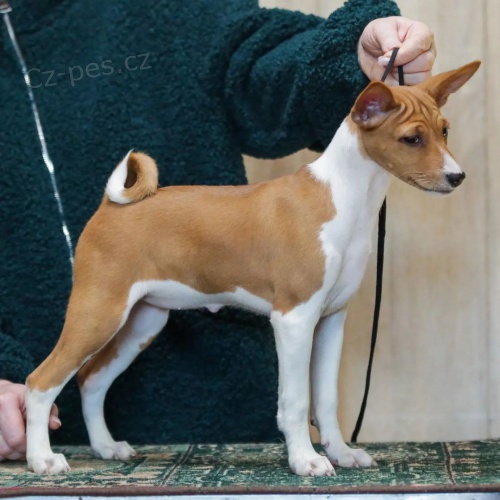 �t���tka Basenji
