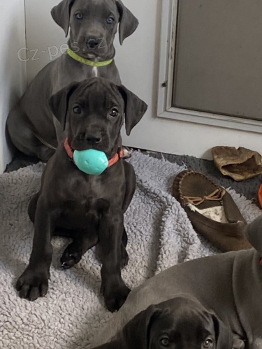 �t��ata n�meck� dogy