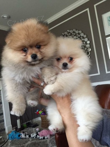 miniaturn� �t��ata pomeranian� na prodej.