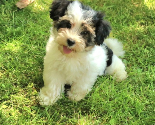 Pred�m �teniatka biewer yorkie