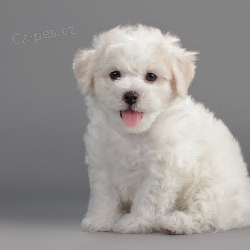 �t���tka Bi�onka