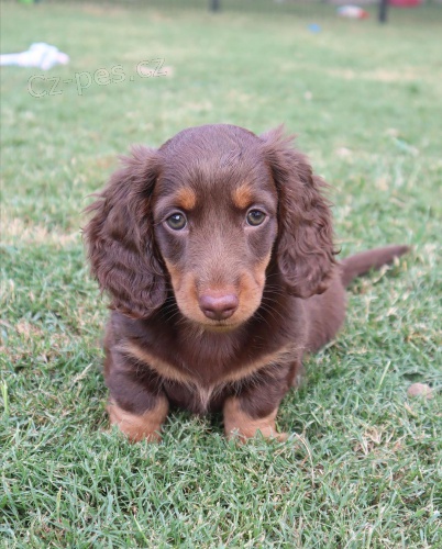 �t��ata jezev��ka velikosti dlouhosrst�ho trpasli��ho kr�l�ka