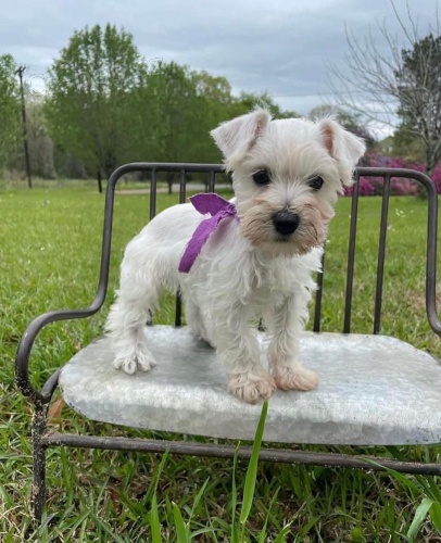 mini �t��ata mal�ch kn�ra�� a mal�ch kn�ra��.