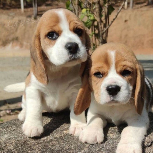 �t��ata BEAGLE