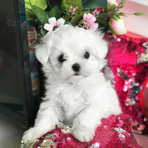 miniat�rne �teniatka maltez�kov.