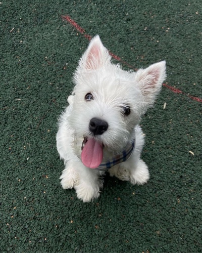 �teniatka West Highland White Terriers
