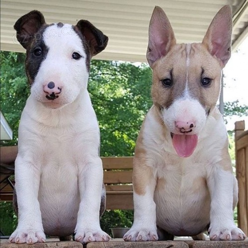 bulteri�r mini �t��ata