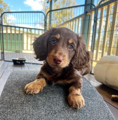 Kr�sn� hn�d� dlouhosrst� mini jezev��ka �t��ata