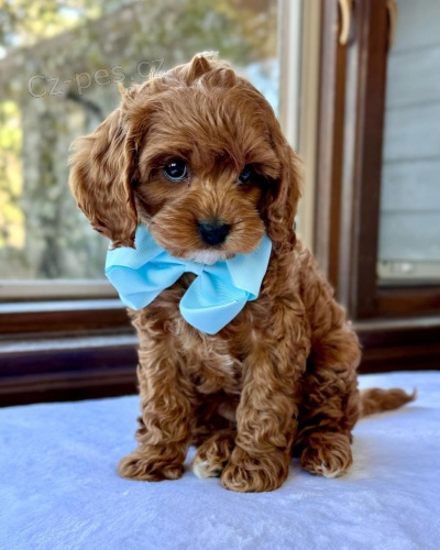 �t��ata Cavapoo mini.