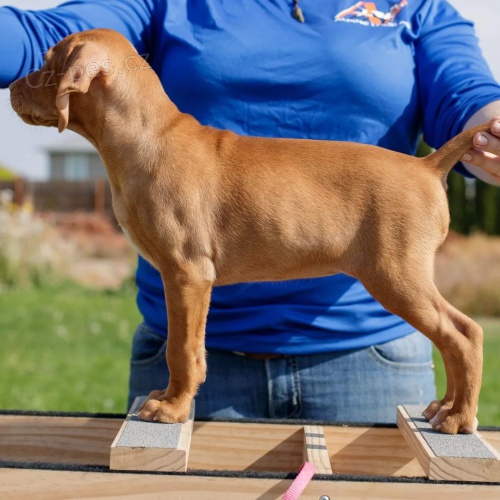 MA�ARSK� KR�TKOSRSK� �T��ATA VIZSLA