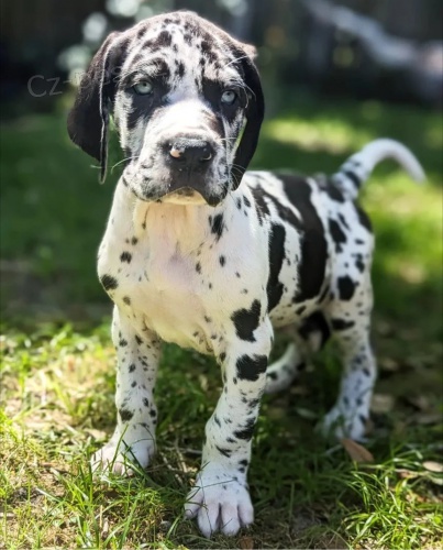 �t��ata n�meck� dogy