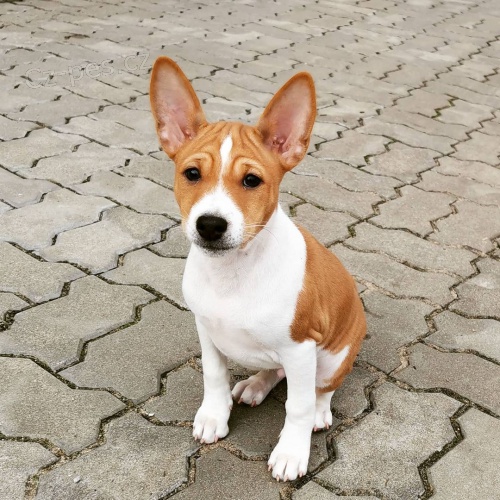 Prod�m kr�sn� o�kovan� a od�erven� �t���tka Basenji
