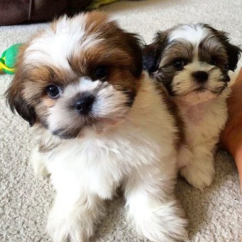 Pred�m hygienicky a soci�lne vy�kolen� �teniatka SHIH TZU