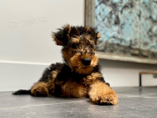 Pred�m �teniatka erdelteri�ra