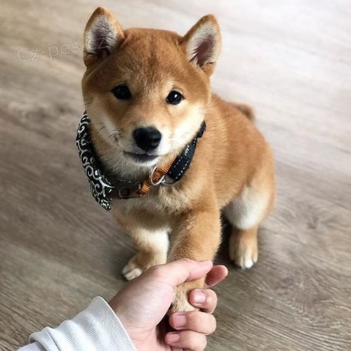�T��ATA MINI SHIBA INU
