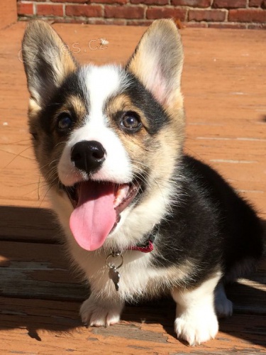 Pred�m kr�sne a anjelsk� �teniatka Pembroke Welsh Corgi.