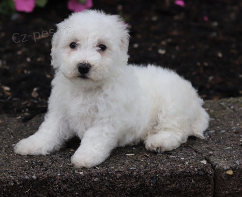 �t��ata bi�onka jsou k dispozici a p�ipravena k prodeji.