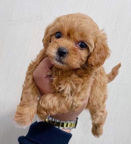 �t��ata Maltipoo