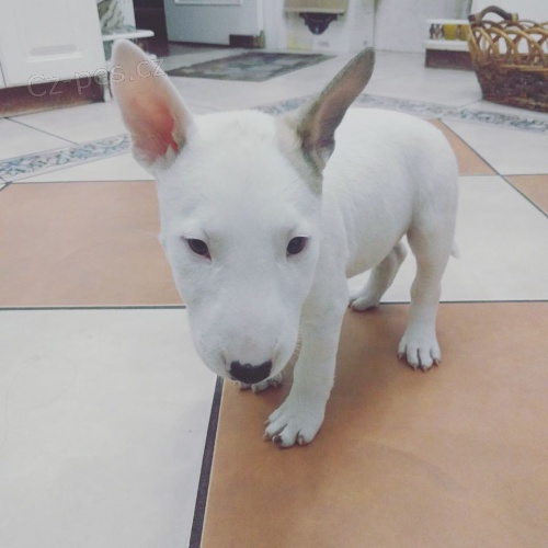 Prod�m �t��ata MINI BULLTERI�RA