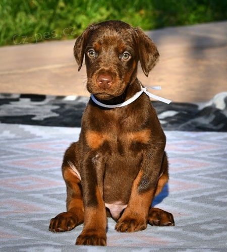 �teniatka dobermana.