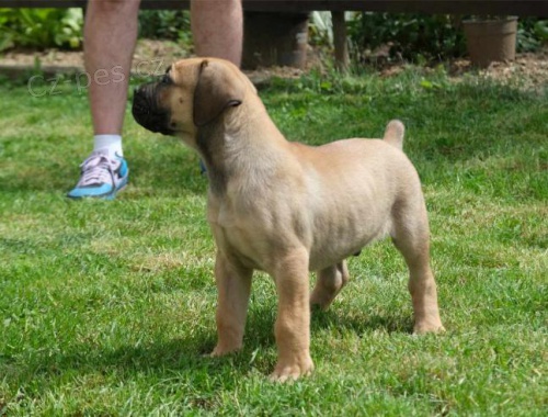 Boerboel (jihoafrick� mastif) �t��ata