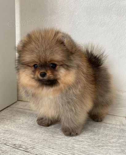 miniaturn� �t��ata pomeranian� na prodej.
