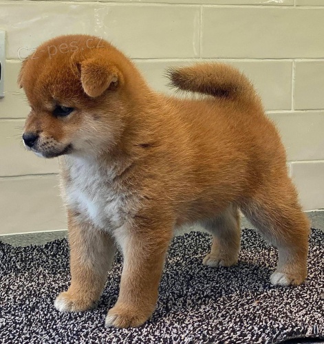 �T��ATA MINI SHIBA INU