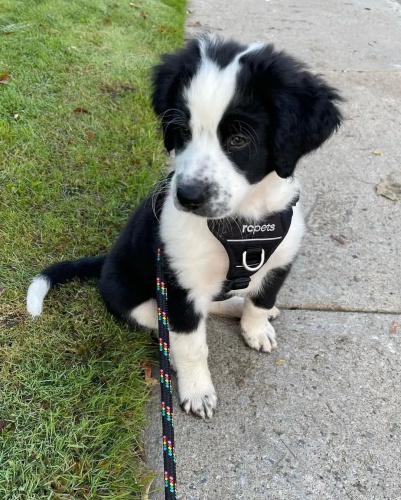 Prod�m roztomil� �t��ata australsk�ho ov��ka