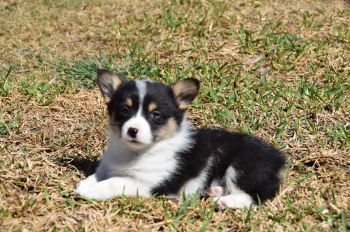 Pred�m kr�sne a anjelsk� �teniatka Pembroke Welsh Corgi.