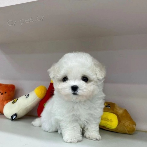 �t��ata bi�onka jsou k dispozici a p�ipravena k prodeji.