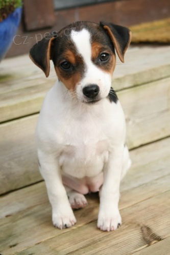 �t��ata jack russell teri�ra.