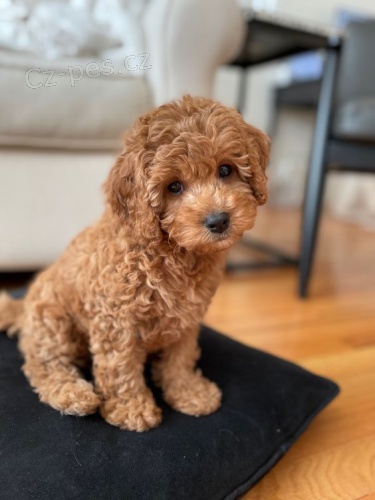 Prod�m o�kovan� a od�erven� �t��ata Cavapoo mini.