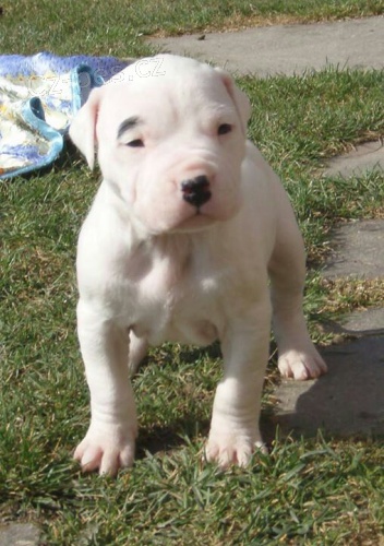 Prod�m zdrav� �t��ata argentinsk�ho doga.