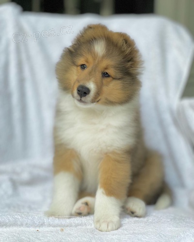 Prod�m �t��ata shetlandsk�ho ov��ka o�kovan� a od�erven�.