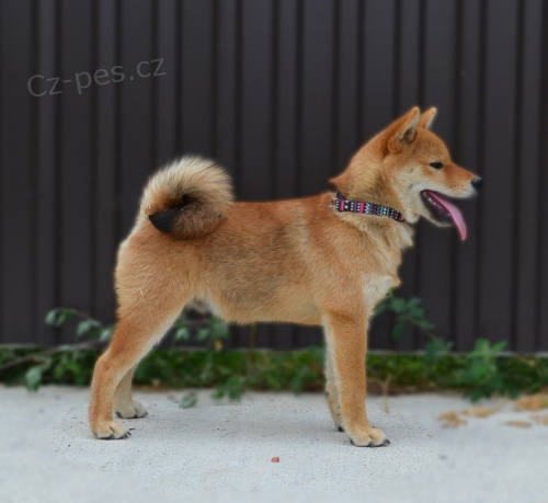 Shiba Inu �t��ata