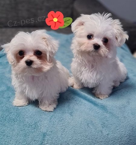 Malt�zsk� ps�k bez PP